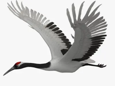 Grus Japonensis 'Red-crowned Crane' 3D model