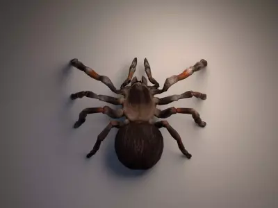PBR Tarantula rigged and animated Low-poly 3D model