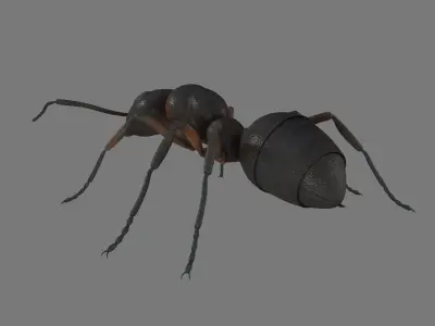 Black Ant Low-poly 3D model
