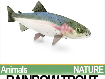 Rainbow Trout 3D model