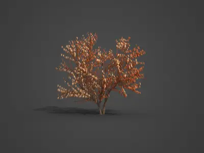 2021 PBR European Bird Cherry Collection - Prunus Padus 3D model