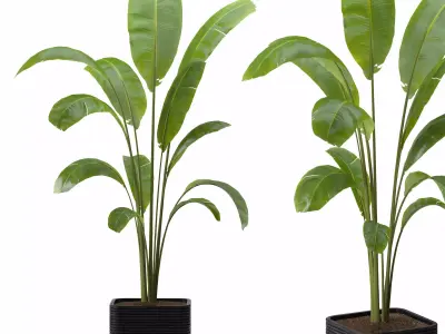 indoor plants 1 Free 3D model