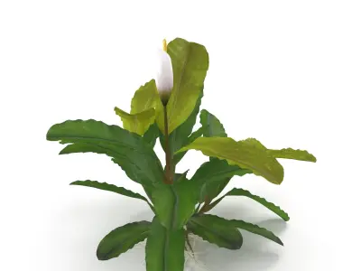 Bucephalandra 3D model