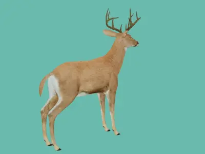 lowpoly deer 3d 3D model