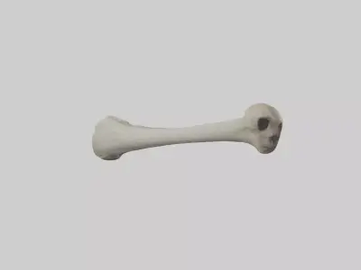 Gorilla Femur 3D model
