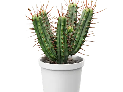 Euphorbia Cactus Potted Plant Model 