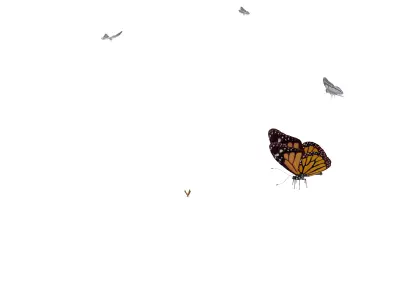 Butterflies  Animated Low-poly 3D model