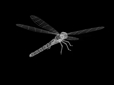 Dragonfly Anisoptera Low poly PBR Low-poly 3D model