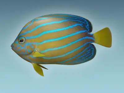 Anglefish 11 3D model