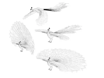 Peacock Peafowl Bird Rigged 3D model