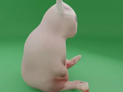 BINGUS 3D Model cat Free low-poly 3D model