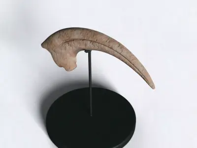 Velociraptor Claw Fossil Low-poly 3D model
