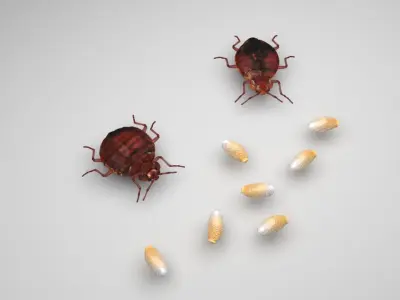 Bedbugs Set 3D model