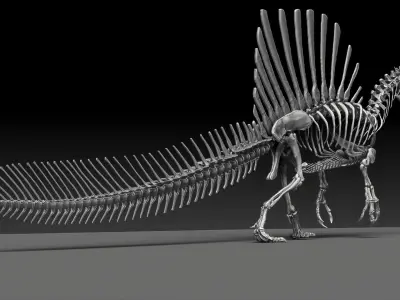 Dinosaur Spinosaurus 2020 version Full Set Skeletons Sculpt  3D model
