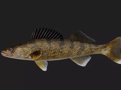 Walleye Low-poly 3D model