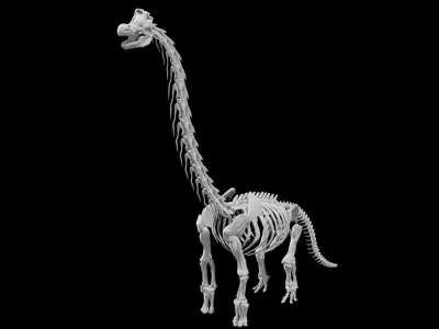 Brachiosaurus Skeleton Low-poly 3D model