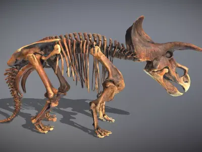 Animated Triceratops Skeleton Low-poly 3D model