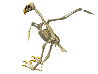 Full Body Eagle Skeleton 3D model
