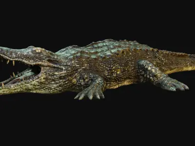 Crocodile alligator Low-poly 3D model