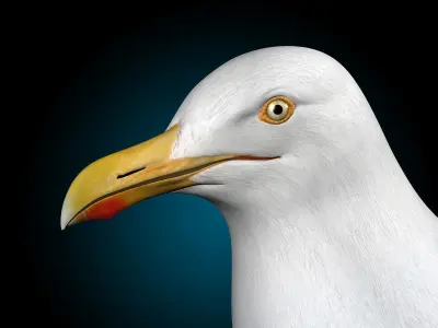 Seagull - Wings Folded 3D model