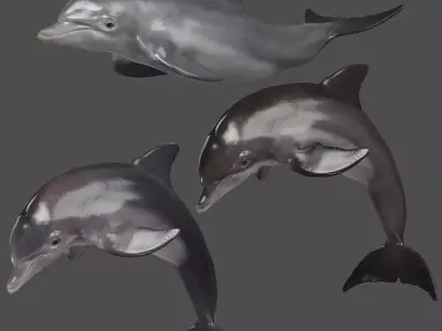 Bottlenose Dolphins Adult Animation - VFX Grace 3D model