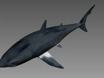 shark 3D model