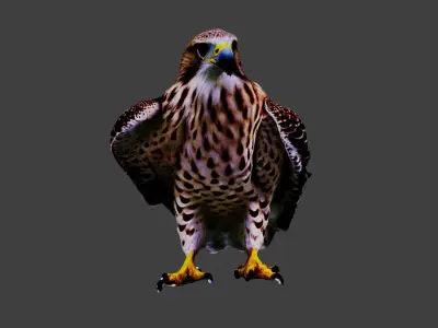 Hawk Animal Low-poly 3D model