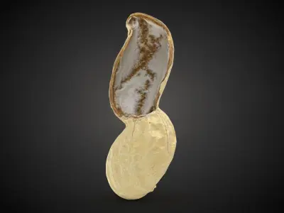 Open Peanut Shell 01 3D model