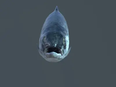 Salmon fish Low-poly 3D model