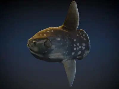 Sun Fish 3D model