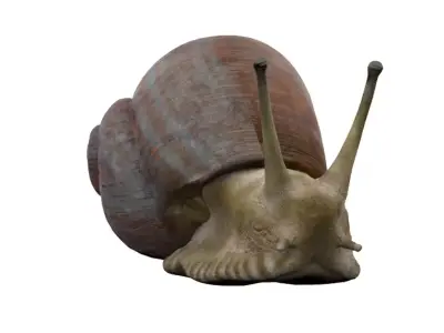 Snail Low-poly 3D model