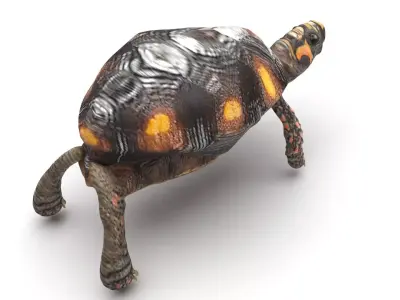 Turtle 3D model