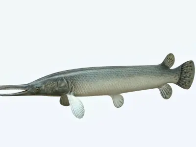 Aligator Gar Fish 3D model