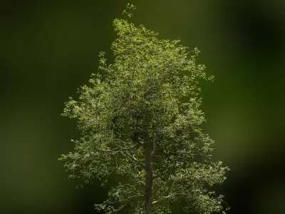 European Beech 07 3D Scanned Animated 3D model