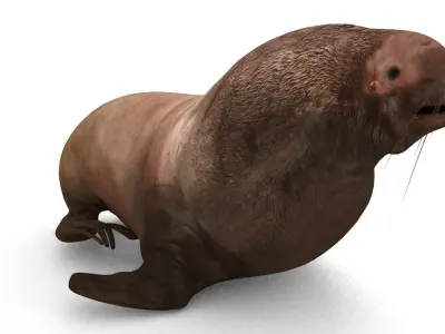 Sea lion Low-poly 3D model