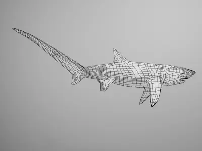 Thresher Shark Low-poly 3D model