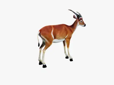 Antelope Free 3D model purchase