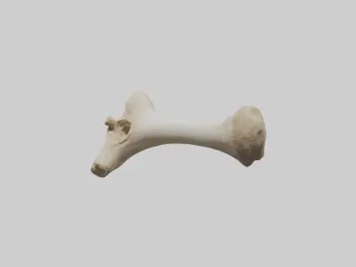 Camel Femur Low-poly 3D model