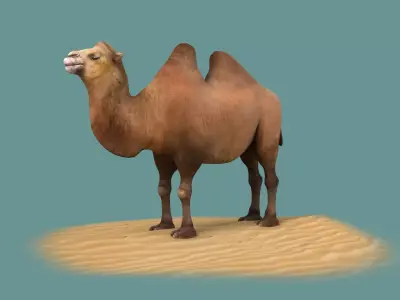 camel luggage horse animal mammal desert saudi hershel sahara 3D model