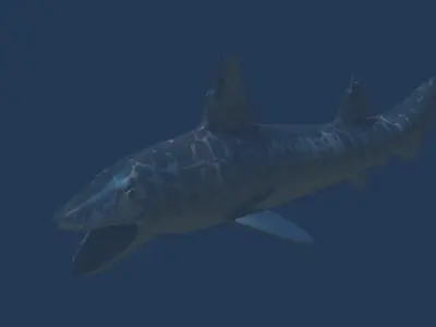Hybodus shark Low-poly 3D model