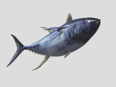 Yellowfin Tuna Low-poly 3D model