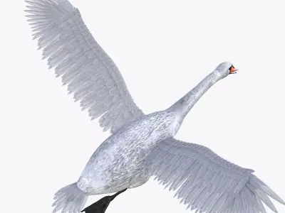 Swan bird rigged 3d model Low-poly 3D model