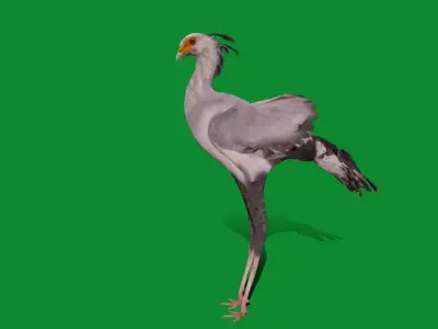 Secretary Bird Free 3D model