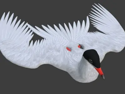 Arctic Tern Bird Game Ready Model Unreal Engine  3D model