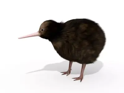 Kiwi Bird New Zealand Animal 3D model