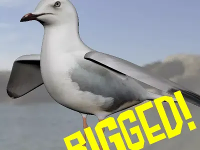 Realistic Seagull Model - Rigged Low-poly 3D model