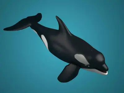 Killer whales Killer ocean  toothed  whales marine animals 3D model