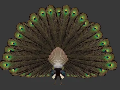 green peacock Low-poly 3D model