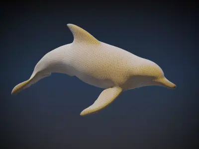 Dolphin   3D model