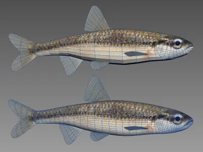 Bluntnose Minnow - Freshwater fish Low-poly 3D model